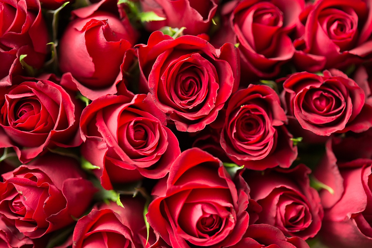 Róże dla ukochanej
